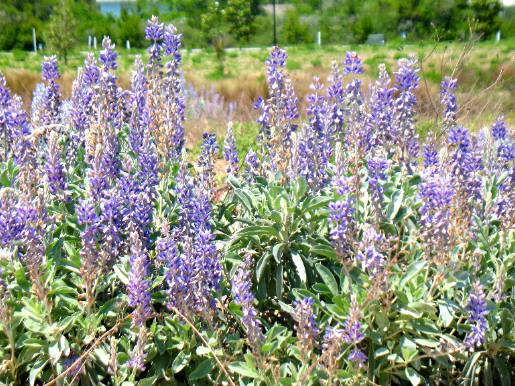 Blue Lupine Florida